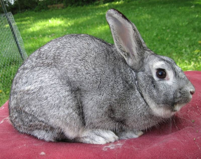 Описание и характеристика кроликов породы шиншилла, правила содержания
