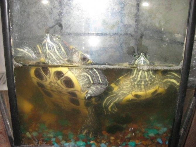 Температура воды для красноухих черепах в аквариуме, сколько градусов оптимально?