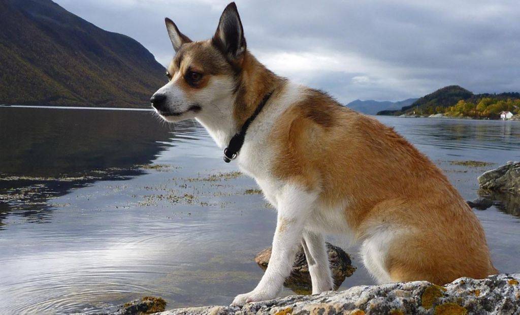 Норвежский лундехунд (лайка): описание породы, характер, уход, фото | все о собаках