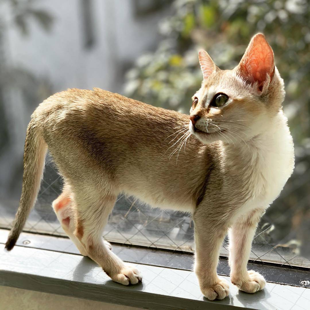 Самая маленькая кошка в мире - какая, как называется порода, фото