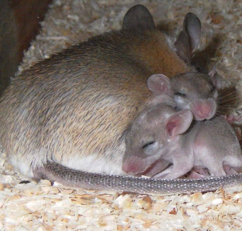 Мышь иглистая, акомис (acomys cahirinus)