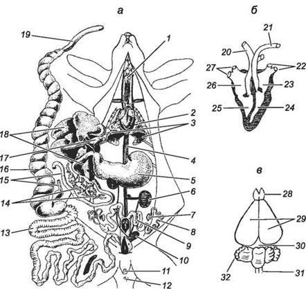 Анатомия и физиология человека, его строение и функции органов