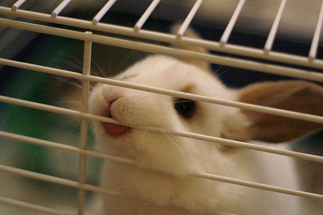 Почему кролик кусается: причины и как отучить, что делать, если укусил до крови