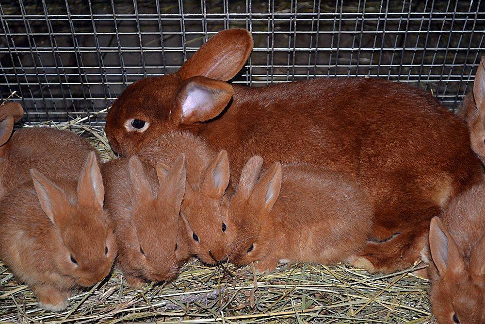 Лучшие мясные породы кроликов и их описание