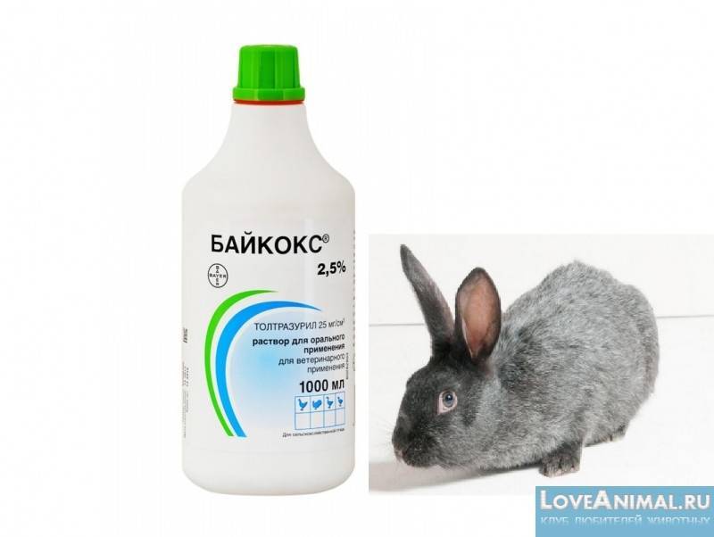 Инструкция по применению препарата байтрил для кроликов