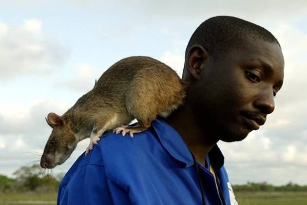 Самая большая крыса в мире: фото гигантского животного, как называются домашние и уличные, максимальный размер босави и бамбуковой крысы