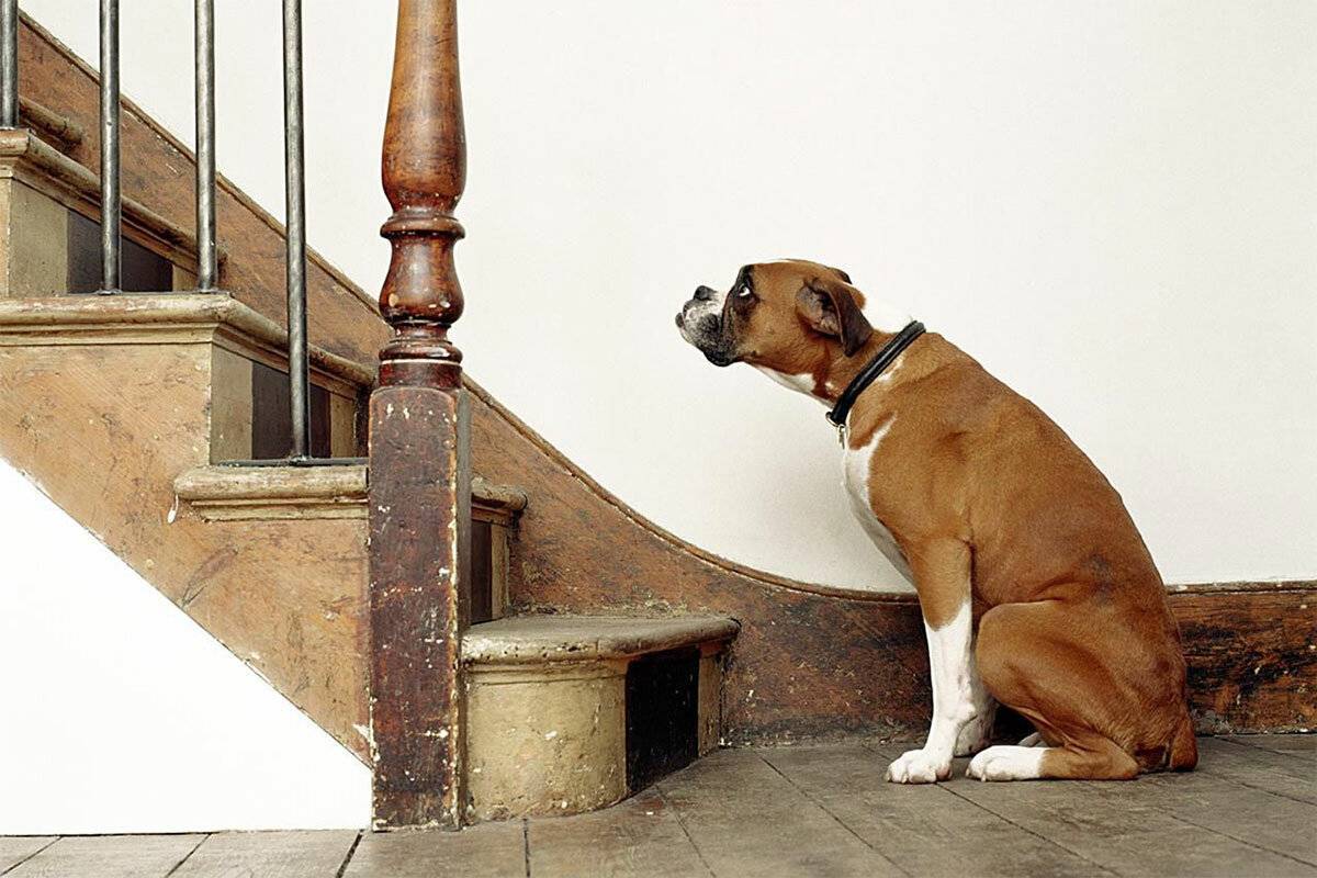 10 собачьих фобий и страхов: причины страха у собак | домашние животные