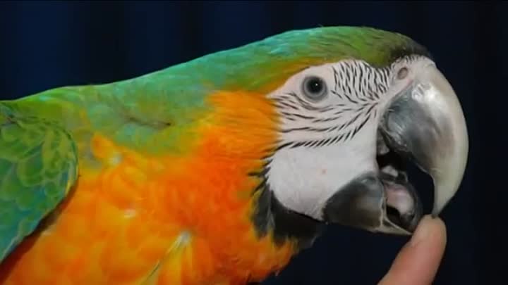 Почему попугаи могут разговаривать и от чего это зависит