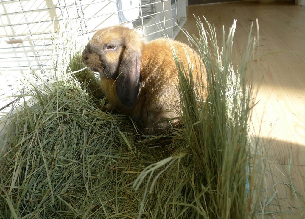 Какое сено лучше для кроликов: нормы потребления и сколько заготавливать