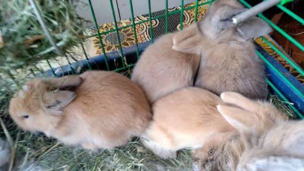 ᐉ новорождённые крольчата: внешний вид, уход, кормление, отсадка от крольчихи - zooon.ru