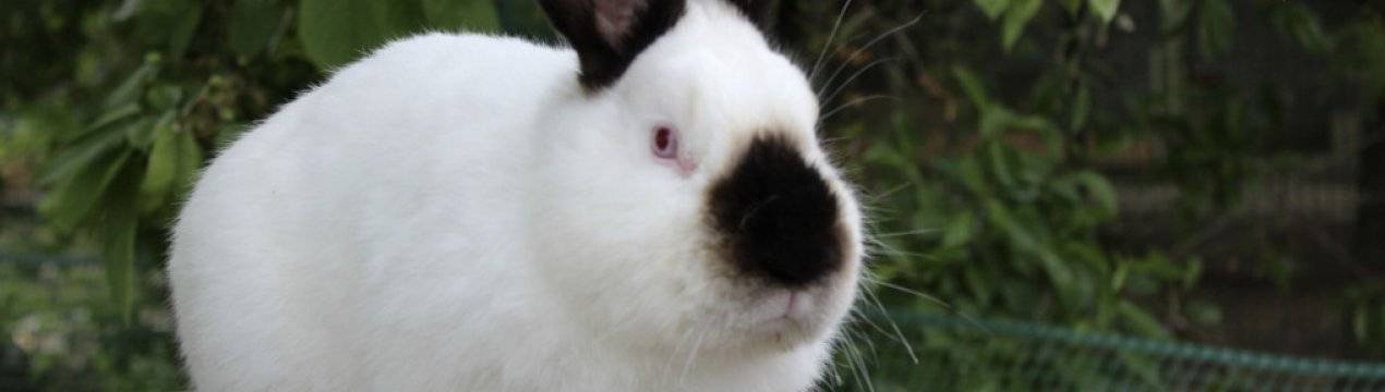 Дегельминтизация кроликов в домашних условиях и для начинающих