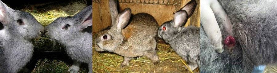 Спаривание и случка кроликов: как и когда подпускать крольчиху?