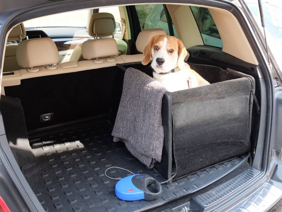 Перевозка собак в машине: общие правила, адаптация, устройства
перевозка собак в машине: общие правила, адаптация, устройства