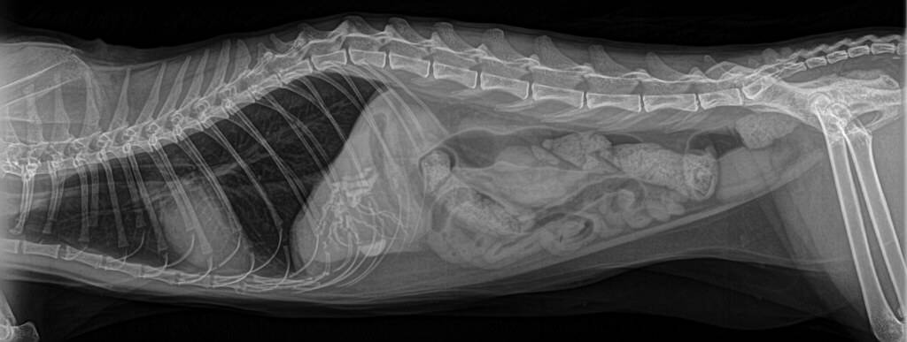 Инородное тело брюшной полости после операции. Инвагинация кишечника у кошки рентген. Инвагинация на рентгене у кошки. Рентген брюшной полости собаки в норме.