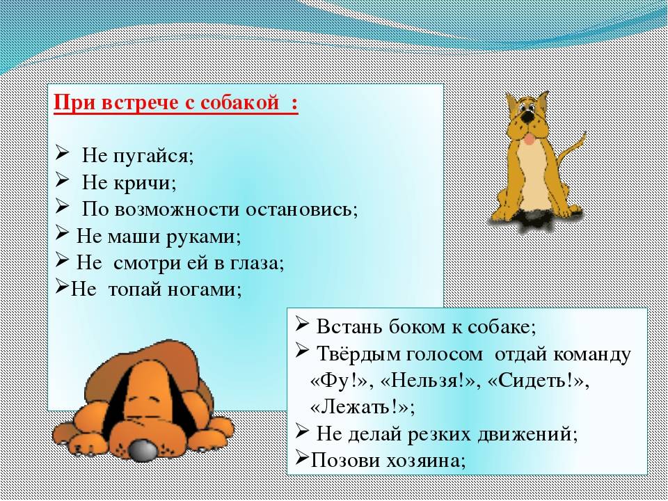 Правила поведения с животными для детей презентация