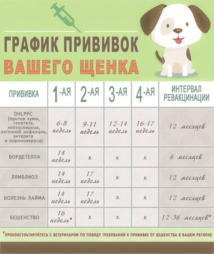 После какой прививки можно гулять с щенком: виды прививок, правила проведения вакцинации и безопасное время для выгуливания - truehunter.ru