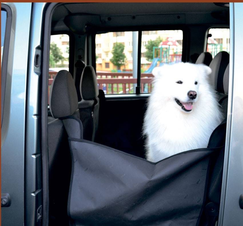 Основные правила, как организовать перевозку собаки в автомобиле