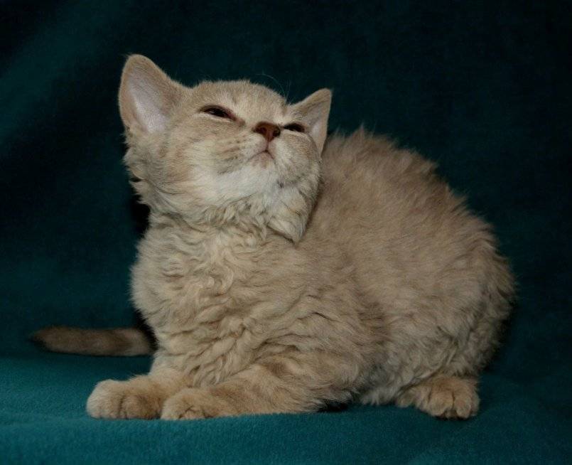 Селкирк рекс: описание породы кошек, характер, отзывы (с фото и видео)