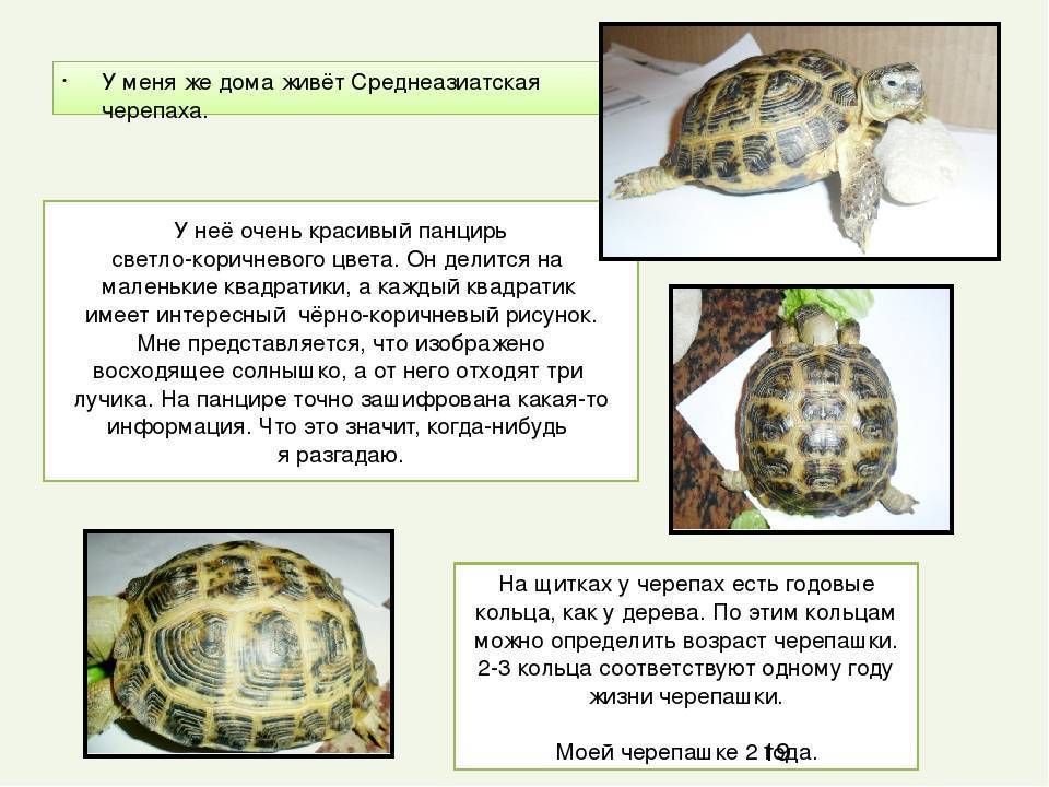 Как определить пол сухопутной черепахи, фото