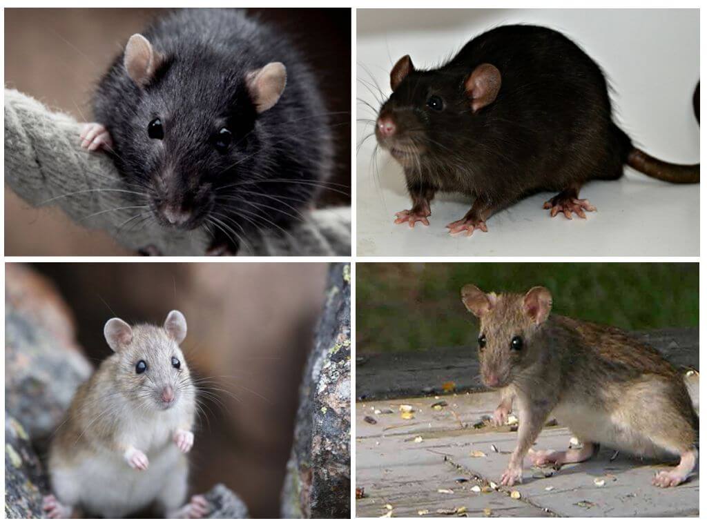 Виды крыс - фото и описание разновидностей