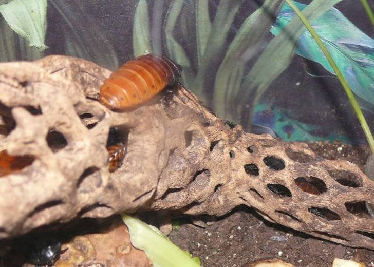 Мадагаскарский шипящий таракан (gromphadorhina portentosa) – как выглядит, сколько лет живет, чем кормить, как размножается, содержание в домашних условиях
