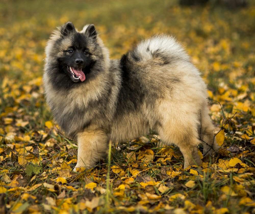 Кеесхонд (вольфшпиц): описание немецкой породы, внешний вид, характер, уход и содержание, фото собаки