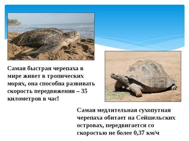 ᐉ кто быстрее черепаха или улитка - zoovet24.ru