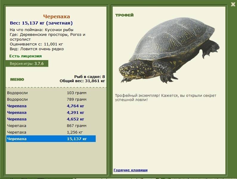 Как определить возраст красноухой черепахи в домашних условиях фото