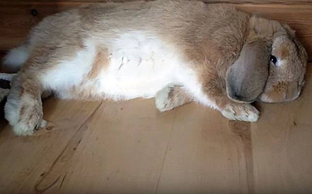 У кролика отказали задние лапы: что делать и как лечить