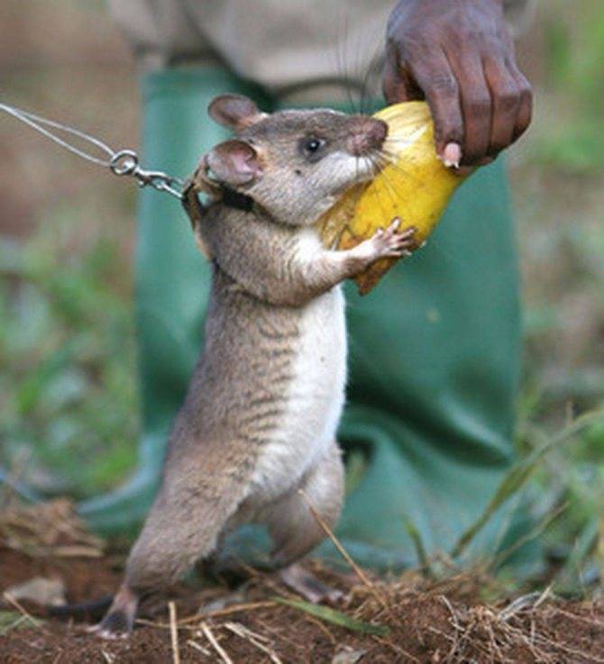 Гамбийская хомяковая крыса, или сумчатая крыса: описание и содержание в домашних условиях
