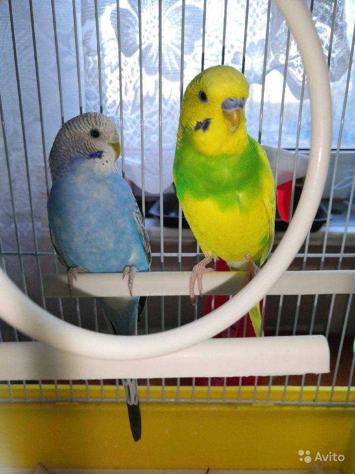 Как уживаются два самца волнистого попугая в одной клетке?
