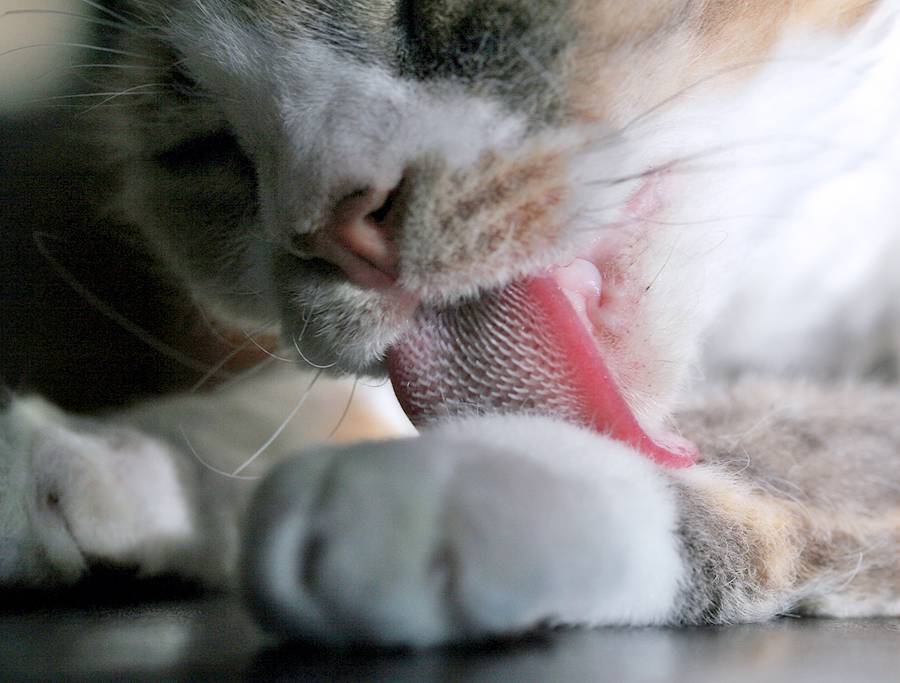 8 причин почему кот высовывает кончик языка