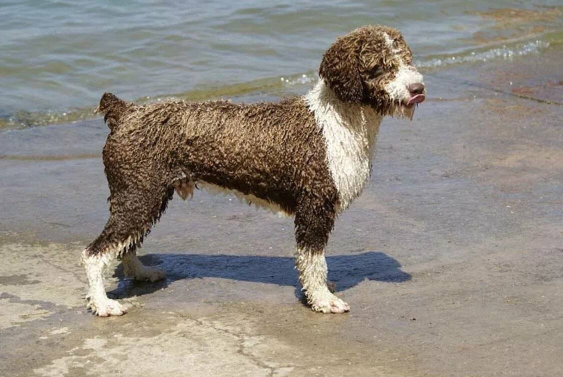 Испанская водяная собака - spanish water dog