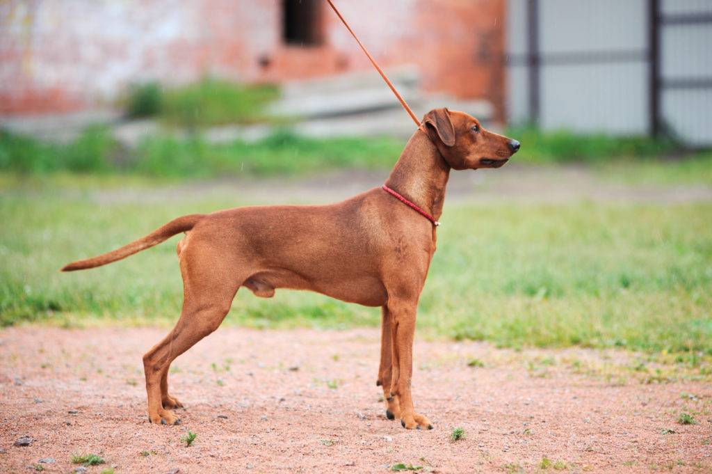 Австрийский пинчер: характеристики породы собаки, фото, характер, правила ухода и содержания