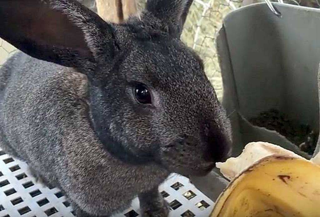 Можно ли кроликам давать бананы или банановую кожуру?