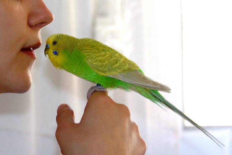«будь другом, пернатый» или 5 шагов по общению с волнистым попугаем
