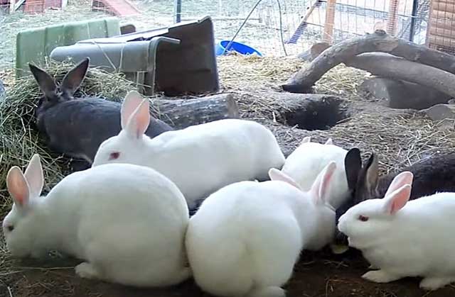 Порода кроликов хиколь: описание и характеристики, правила содержания
