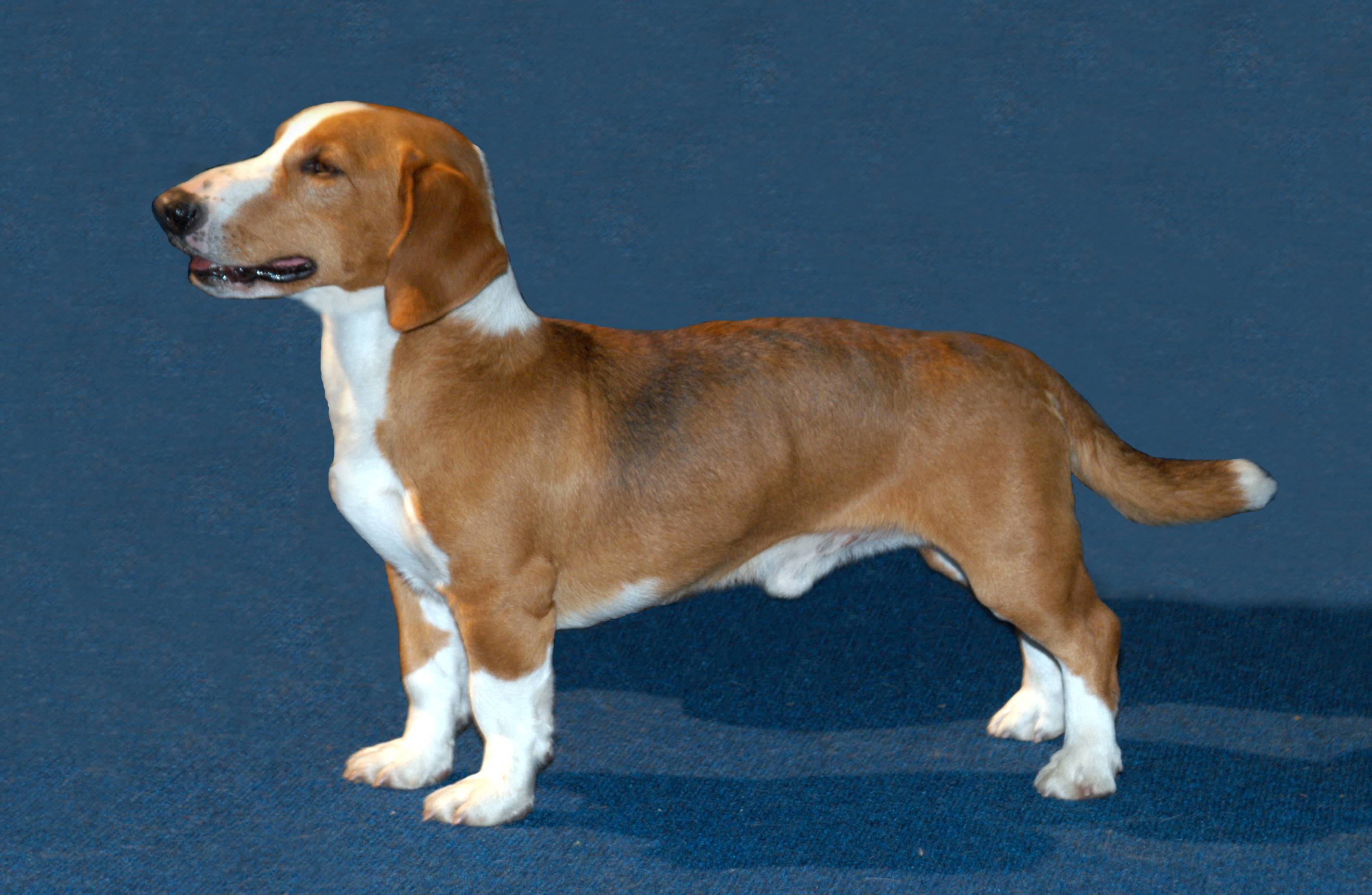Древер (шведский таксообразный бракк) — фото, описание породы собак и особенности характера