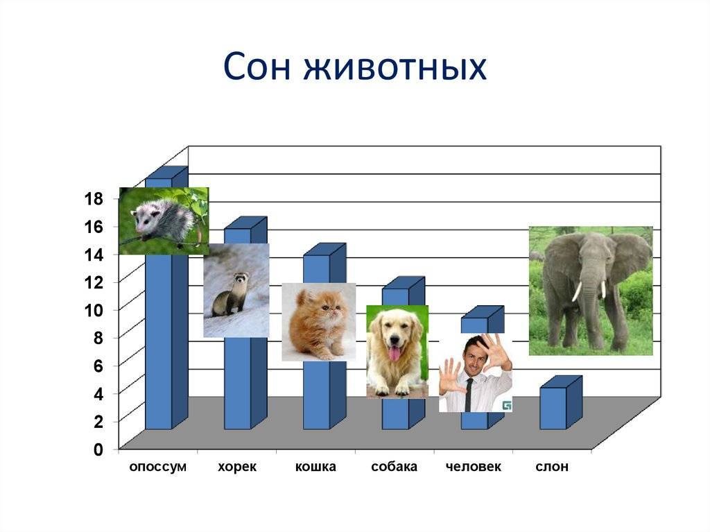 Сколько спят собаки в сутки и от чего это зависит