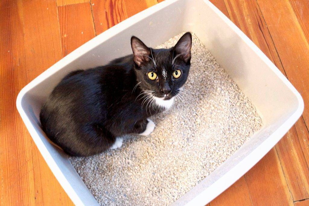 Кошка или кот гадит: как отучить кошку гадить в неположенном месте?