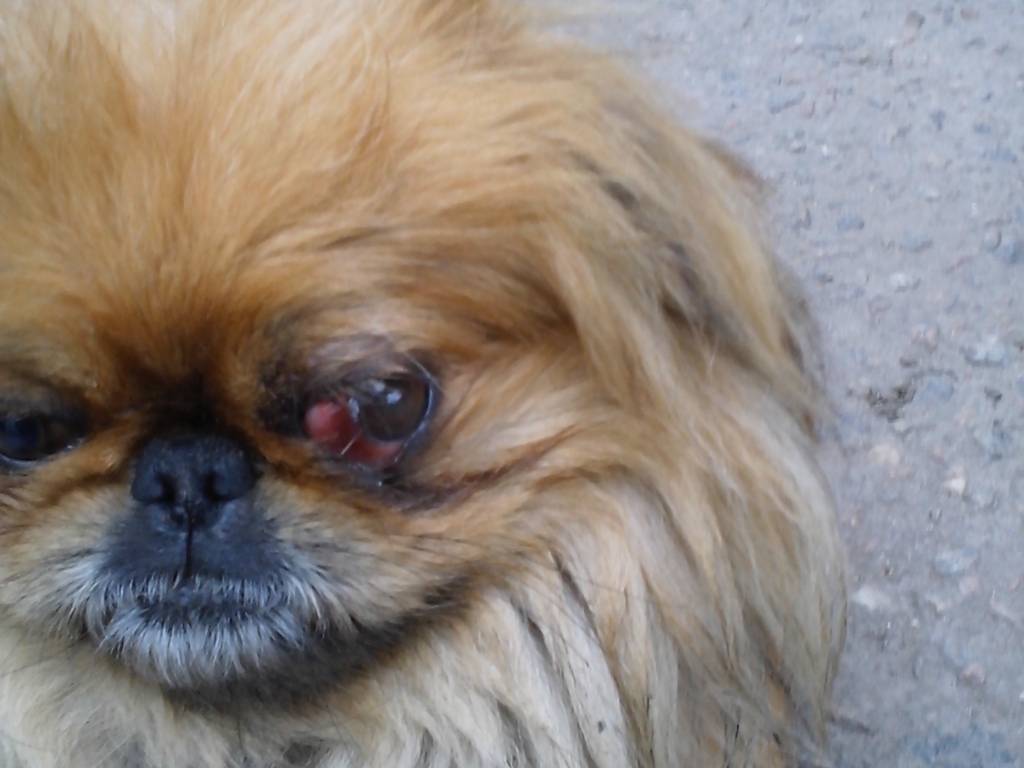 Порода собак у которых выпадают глаза фото