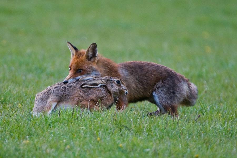 Какие отношения складываются между лисой и зайцем. Лиса и заяц. Лиса ест зайца. Лиса поймала зайца. Лисы и зайцы.