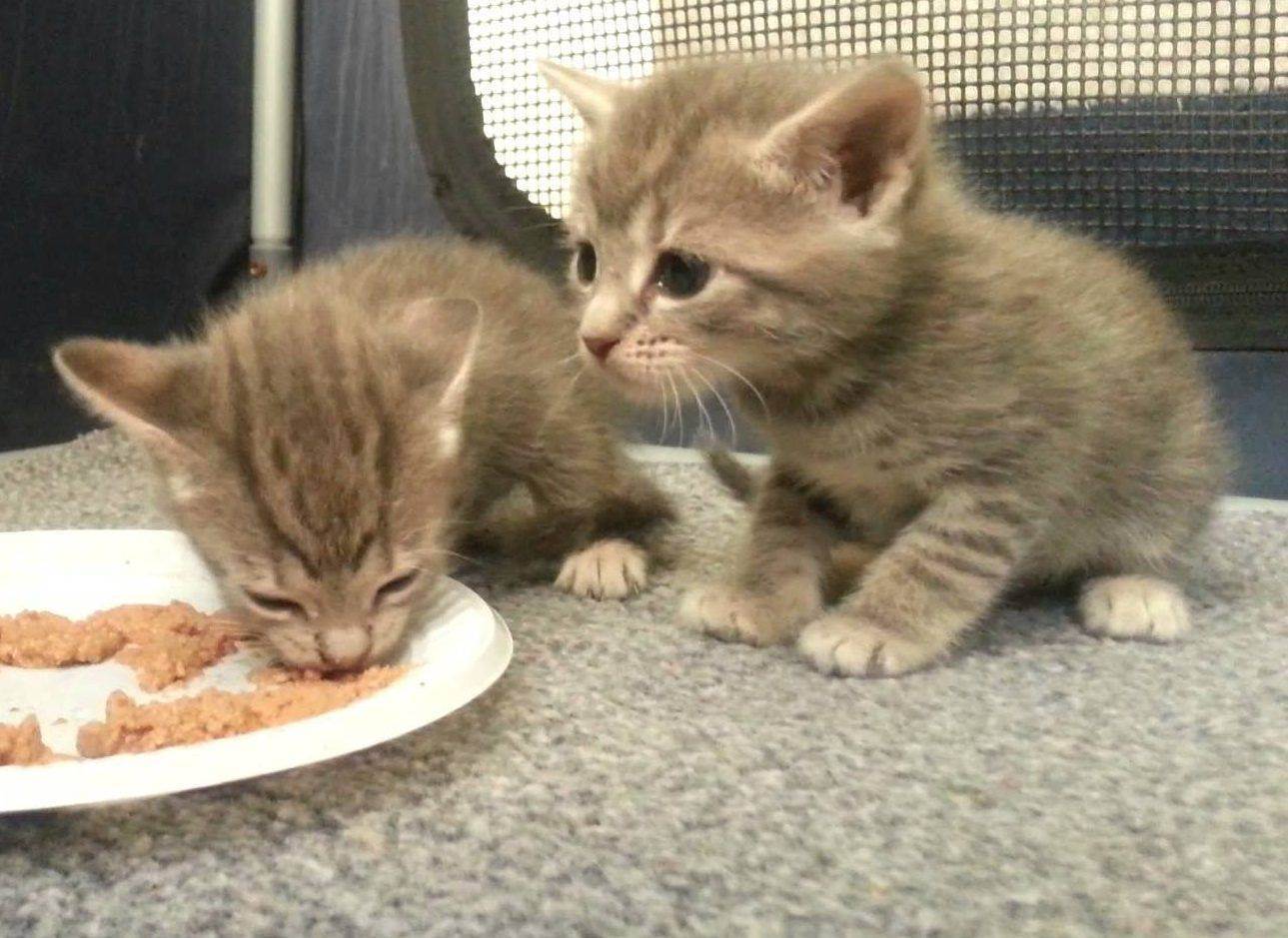 Когда котята начинают есть самостоятельно