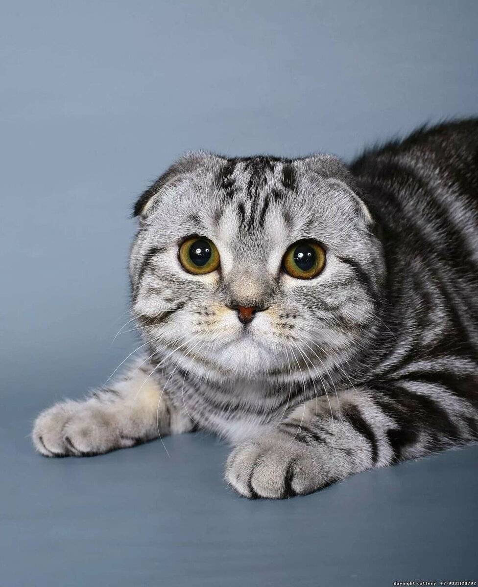 ᐉ продолжительность жизни шотландских вислоухих кошек - zoomanji.ru