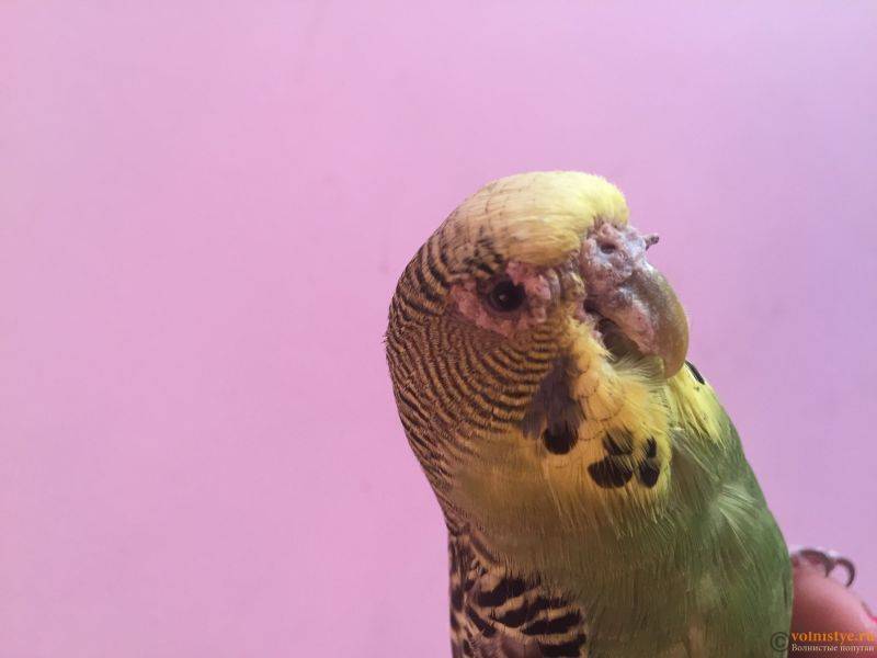 Лечение клеща на клюве у волнистого попугая — советы орнитолога