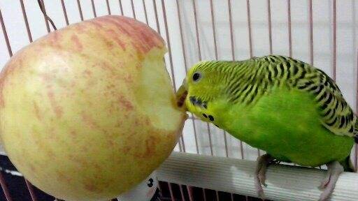 Киви и апельсин для волнистого попугая: сколько давать, советы, отзывы.