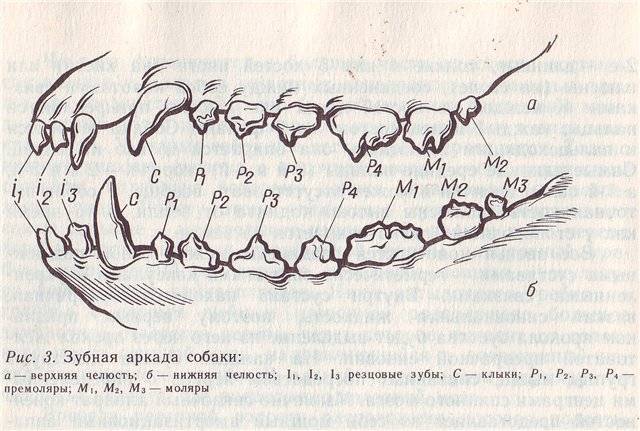 Зубная карта кошек