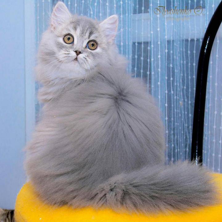 Порода кошек серый с белыми лапками порода