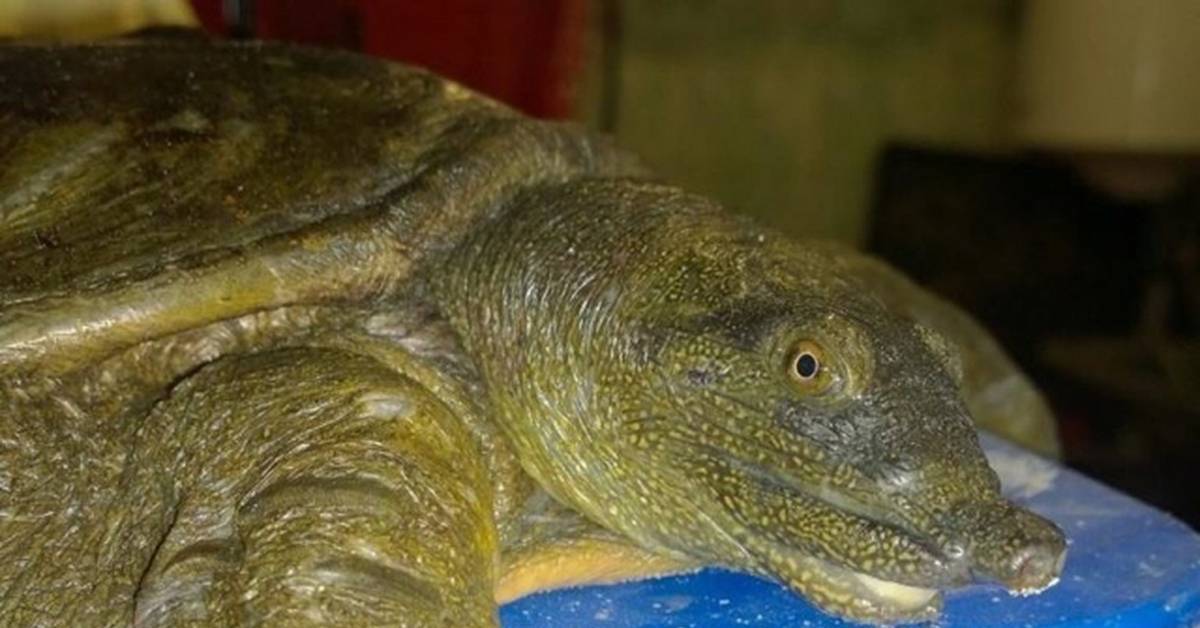 Черепаха китайский трионикс, содержание, питание, разведение