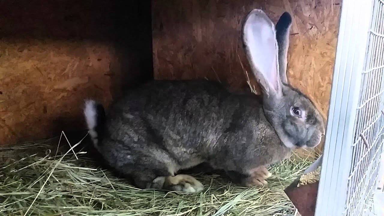 Кролики породы бельгийский великан (фландры) — фото, как разводить и содержать